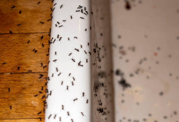 Pest Prevention Services in Galena, IL
