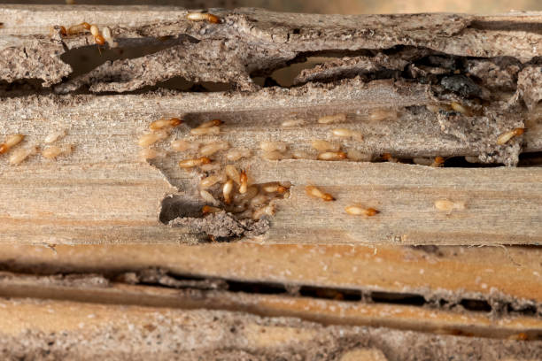 Best Mosquito Control Services  in Galena, IL
